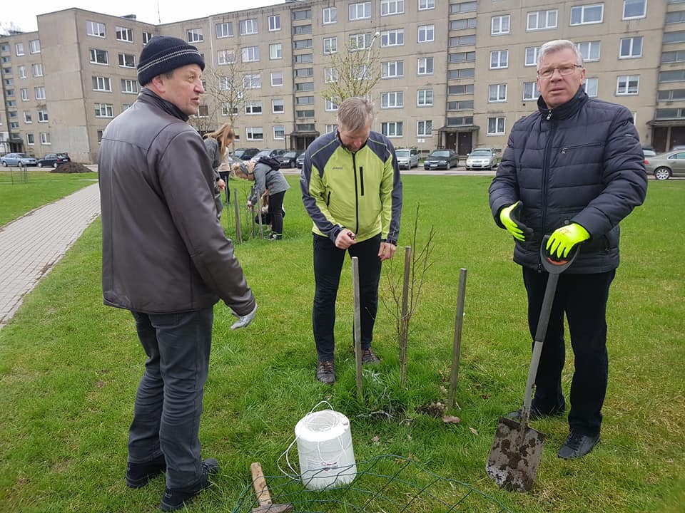 Plungėje atsodinta magnolijų alėja