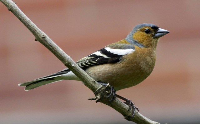 Parengti Babrungo kraštovaizdžio ir Pakastuvos telmologinio draustinių gamtotvarkos planai