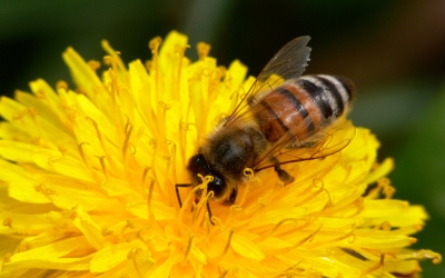 Informacija apie žemės sklypų grupės (kad. Nr.: 6801/0005:207, 6801/0005:204, 6801/0005:249, 6801/0005:177), Alksnėnų k., Š ateikių sen., Plungės r. sav.,  specialiojo plano strateginio pasekmių aplinkai vertinimą