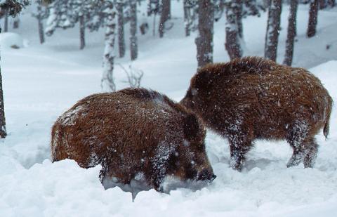 Afrikinio kiaulių maro savaitinė apžvalga