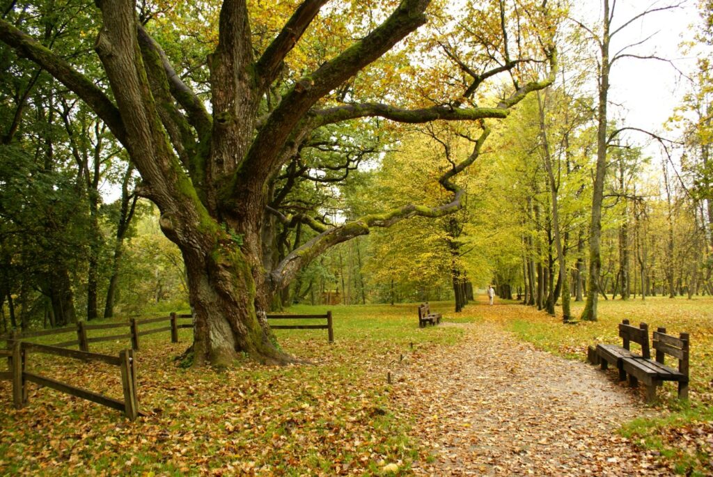 Spalio 5 d. Plungėje vyks tarptautinė konferencija „Istorinių parkų teisinis reglamentavimas, priežiūra ir atnaujinimas. Prancūzijos ir Lietuvos patirtis“. Kviečiame registruotis ir dalyvauti