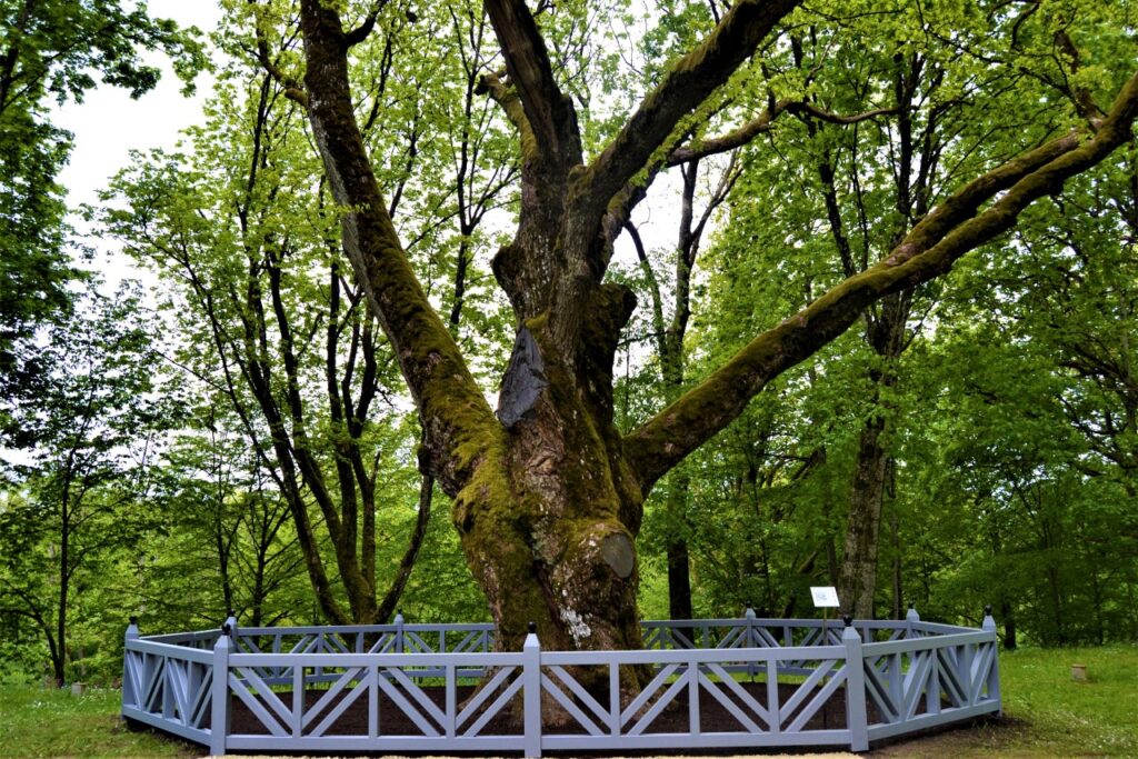 Plungės parkas, Perkūno ąžuolas.