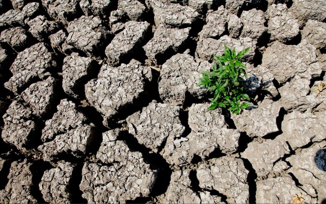 Š½emės ūkio ministerija kompensuos žemdirbiams dėl 2018 m. sausros patirtus nuostolius. Kompensacijoms skirta 8,5 mln. eurų. Jos bus pradėtos mokėti liepos mėnesį