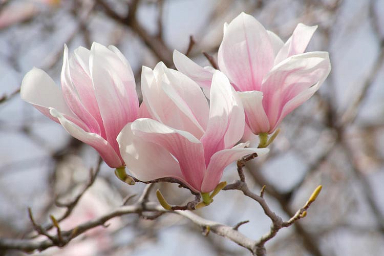 magnolija