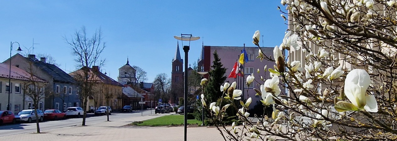 Plungė, Vytauto gatvė. Kęstučio Vaitkaus nuotr. Žydi magnolija