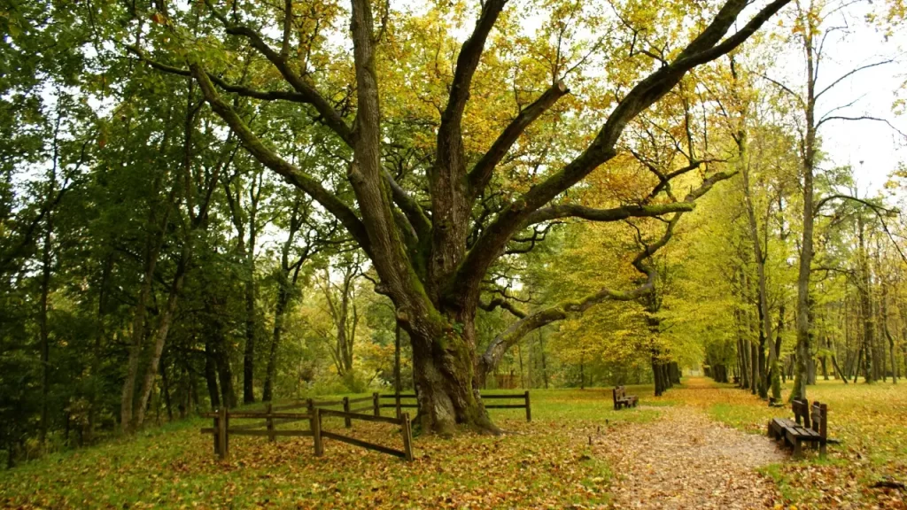 Plungės parkas, Perkūno ąžuolas.