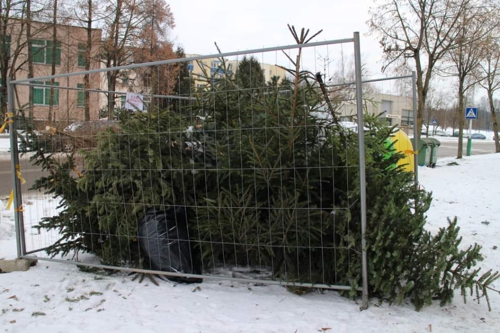 eglučių surinkimas