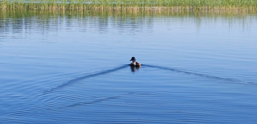 Platelių ežeras, plaukia antis