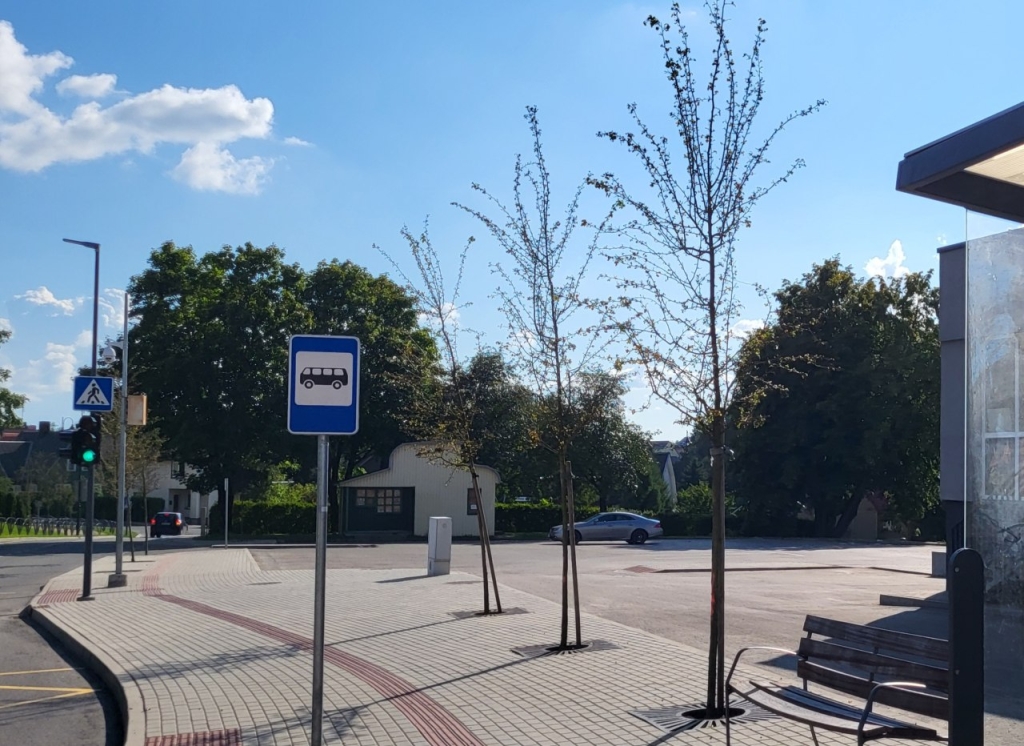 Nudžiūvusios (užkrėstos) gudobelės Minijos gatvėje
