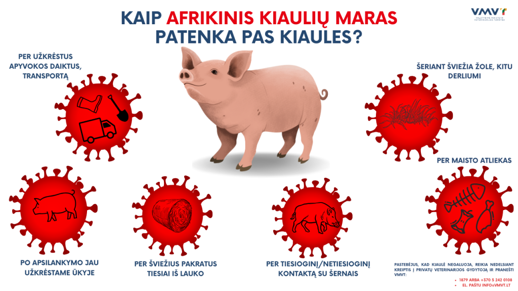 Kaip maras patenka pas kiaules? Užsikrėtimo būdai