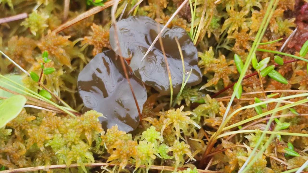 Ascocoryne turficola