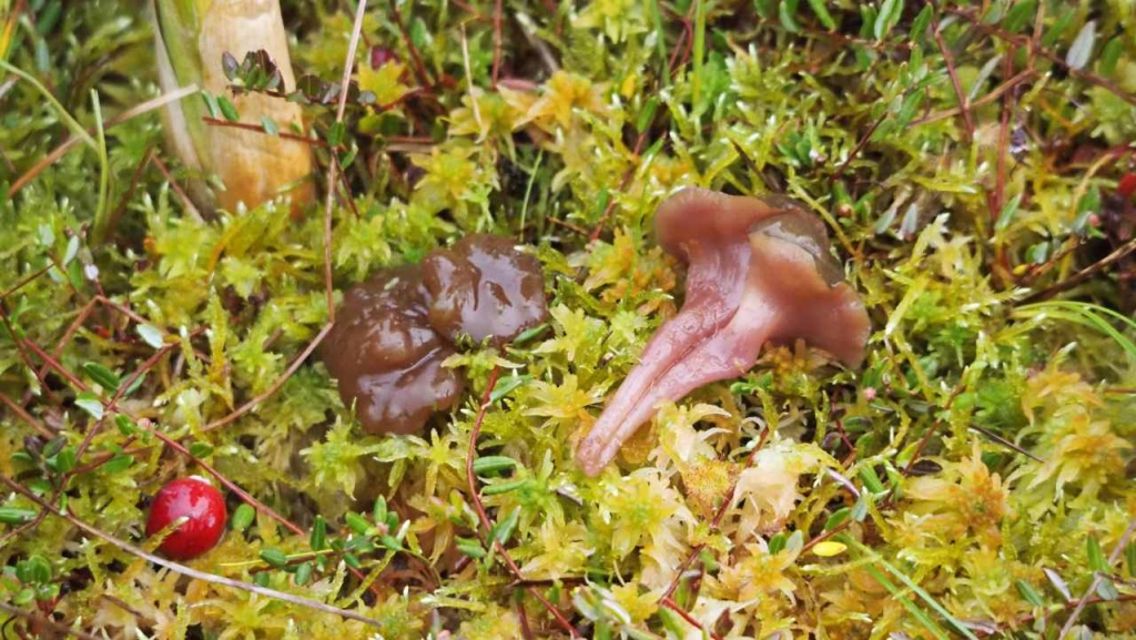 Ascocoryne turficola