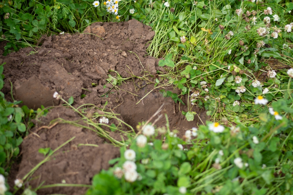 Iškastas dirvožemis žalioje žolėje