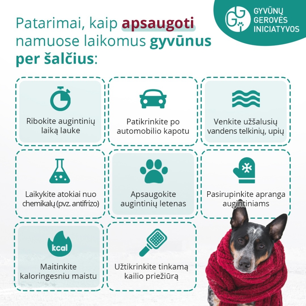 Šuo su vilnoniu šaliku, patarimai