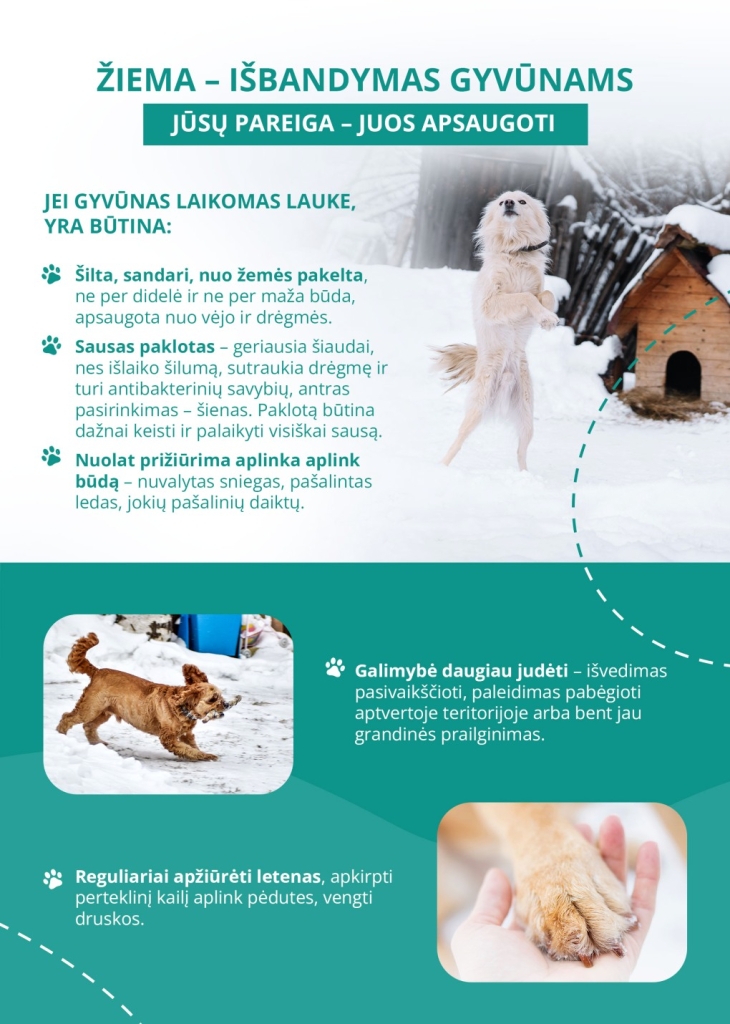 Šuniukai sniege, patarimai