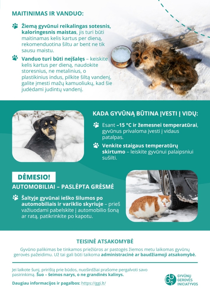 Šuniukai sniege, patarimai