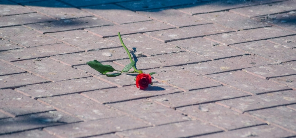 Viena raudona rožė ant saulės apšviesto plytų tako
