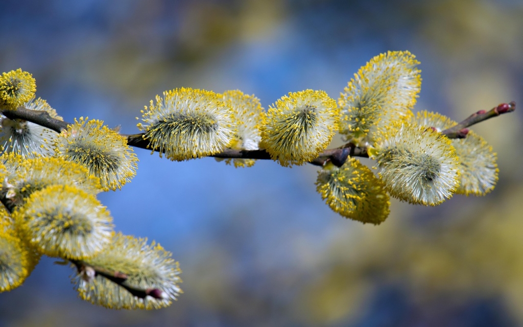 Žydinti blindės šakelė